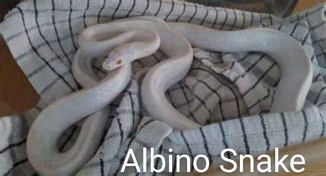 Albino Snake: Top 10 Amazing Facts - WildlifeHB