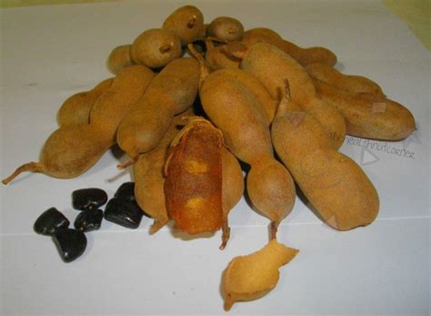 im tamarindtambrand fruit benefits tamarind food  drink