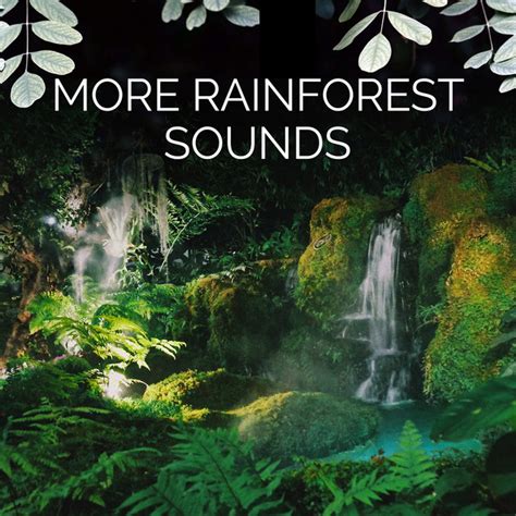 More Rainforest Sounds Album By Rainforest Sounds Spotify