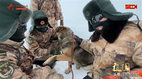 边防军犬跟着战士在雪地里巡逻，爪子踩在雪里太冷了，走不动了