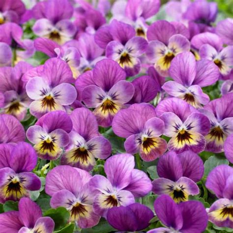 Viola Cornuta Endurio® Pink Shades Vegs And Flowers