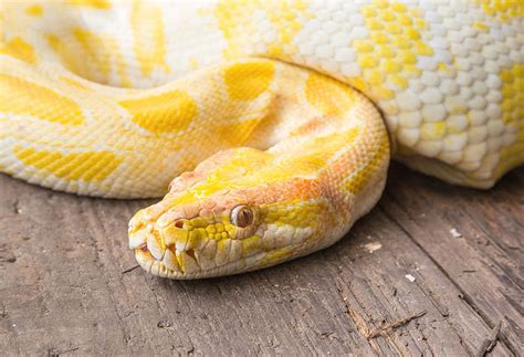 Yellow Snake Spiritual Meaning Unveiling Their Hidden Significance