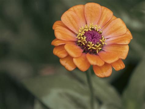 Zinnia Fleur D Oranger Photo Gratuite Sur Pixabay Pixabay