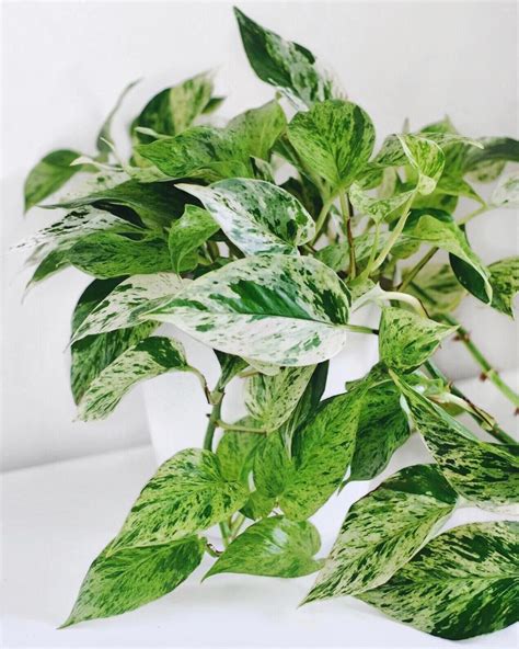 Epipremnum Pinnatum Aureum Variegated - Pothos Plant