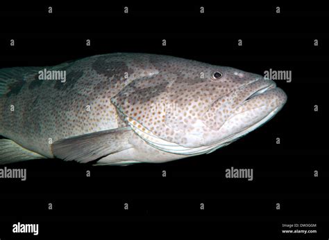 Rock Cod Hi Res Stock Photography And Images Alamy