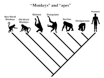 Are We Descended From Monkeys? | Science 2.0