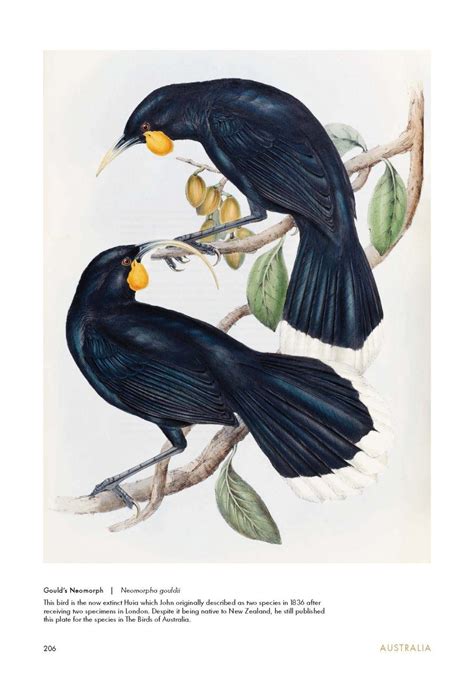 Birds of the World: The Art of Elizabeth Gould | NHBS Good Reads