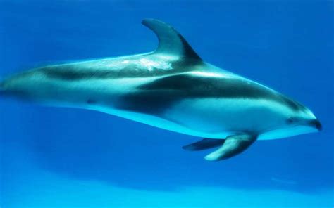 Dolphin Information - Dolphin Facts and Information