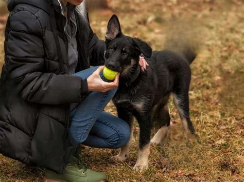 How To Discipline A German Shepherd Puppy: 10 Easy Steps