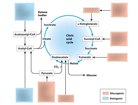 Summary of Amino Acid catabolism Diagram | Quizlet