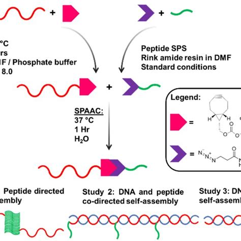 A Synthesis Pathway To Achieve Dnapeptide Conjugates By Solution