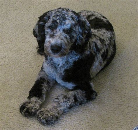 Blue merle labradoodle! | Australian labradoodle, Labradoodle puppy ...
