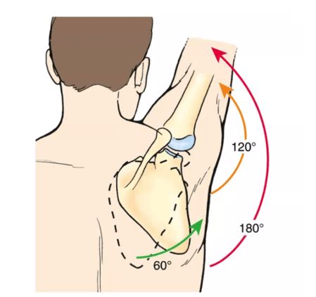 Scapular Stability Importance | Pivotal Motion Physiotherapy