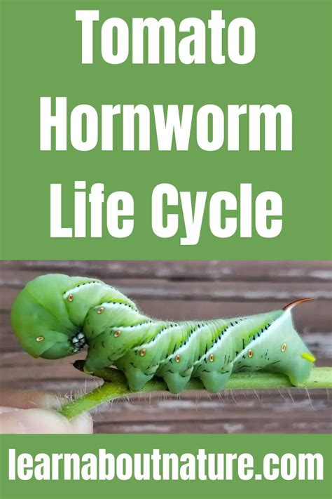 Tomato Hornworm Life Cycle And Tips To Prevent Hornworm Tomato