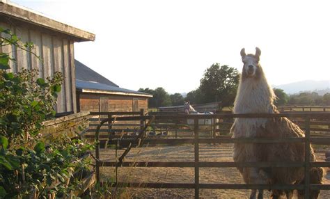 Willits Daily Photo: Guard Llama