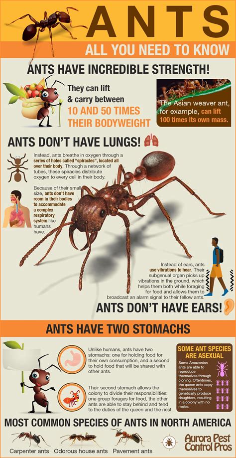 Ants Everything You Need To Know Need To Know Ants Infographic