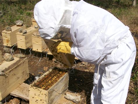 Qu Es La Apicultura Secretar A De Agricultura Y Desarrollo Rural