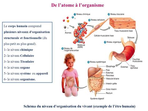 Cours de Biologie Cellulaire SVI S1 Organisation cellulaire Différents