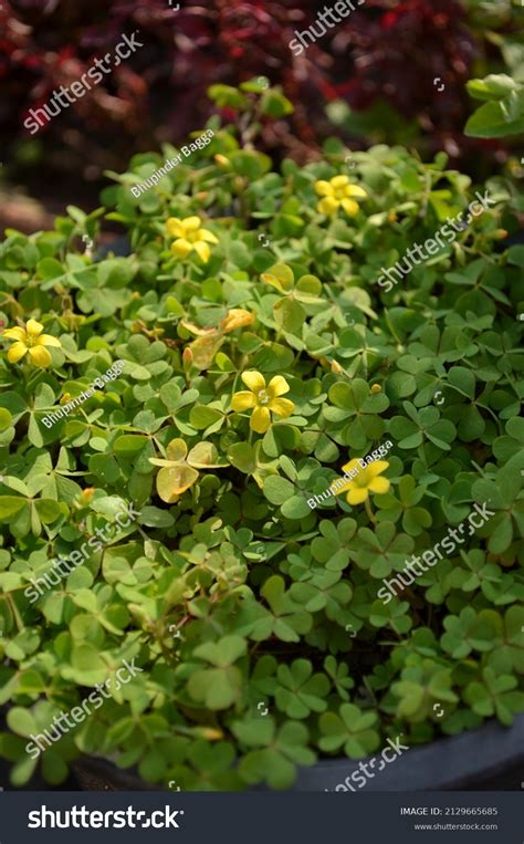 Oxalis Stricta Called Common Yellow Woodsorrel Stock Photo 2129665685