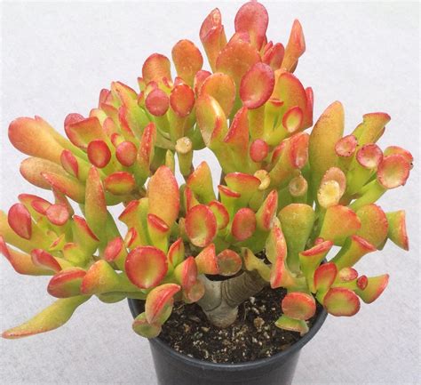 6 Crassula Ovata Et Fingers Jade Tree Finger Etsy