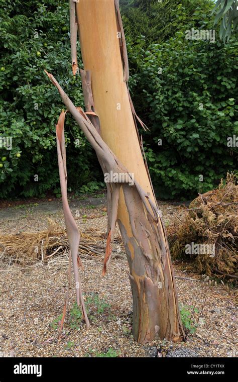 What Trees Have Peeling Bark Back Gardener