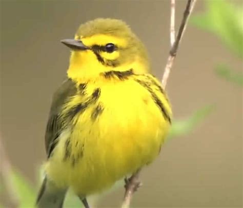 Identify Warblers With These Expert Tips Bird Academy • The Cornell Lab