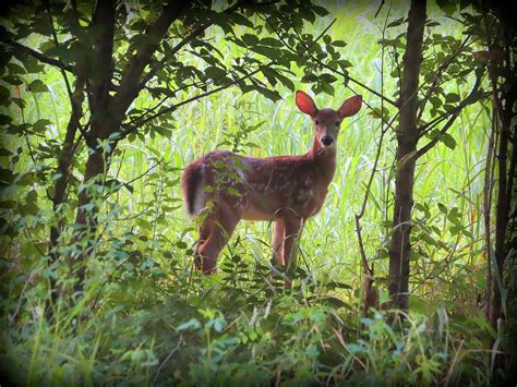 Peeking Through The Woods Photograph By Tom Strutz Fine Art America