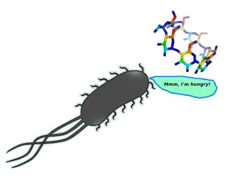 Could excipients decrease antimicrobial properties? Citronellal oil and ... 