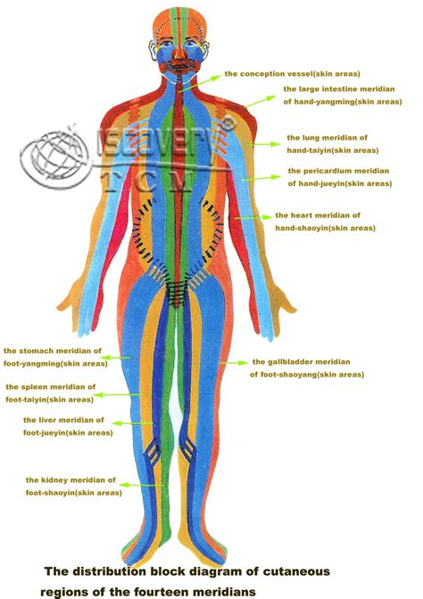 I Like This Image It Really Visually Lays Out The Different Organs And