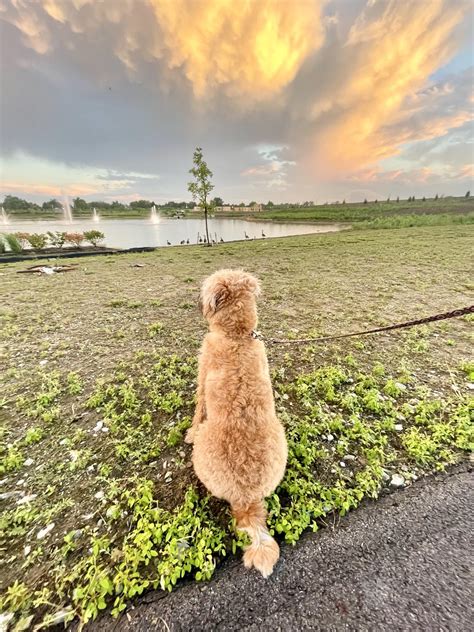 Get To Know Our Residents: The Harris Family - Beulah Park