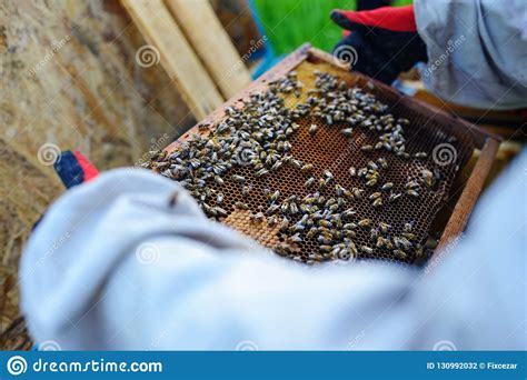 L Apiculteur Prend Le Cadre Avec Le Nid D Abeilles De La Ruche Photo