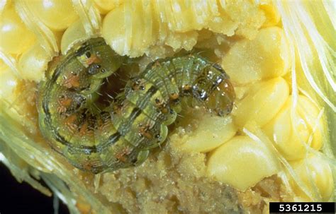 Corn Earworm Helicoverpa Zea On Corn Zea Mays