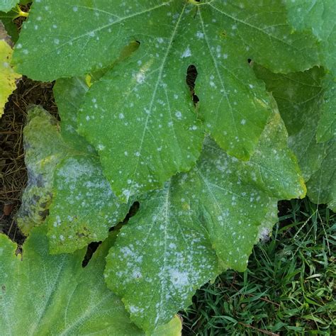 Powdery Mildew Identification Prevention And Treatment The