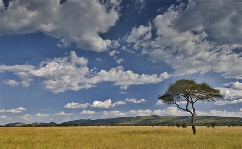 Kirawira Serena Camp Serengeti In Tanzania