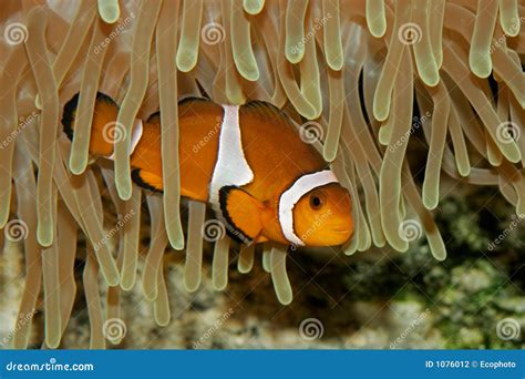 Clown fish and anemone stock photo. Image of ecology, fish - 1076012