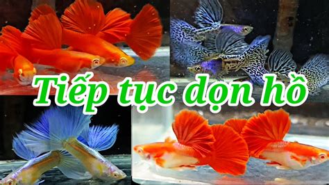 Guppy Cá 7 Màu 319 Tiếp Tục Những Combo Dọn Hồ Tầm Trung Và Thủy Sinh