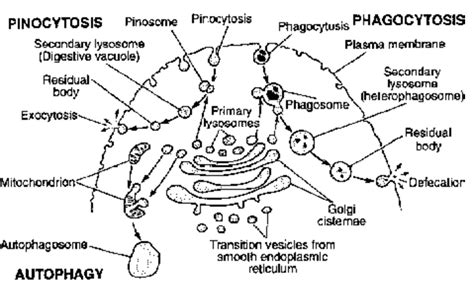 Structure of Cell: Lysosomes