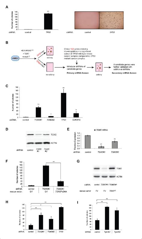 Tgm2 Suppresses Transformation Of Primary Human Mammary Epithelial