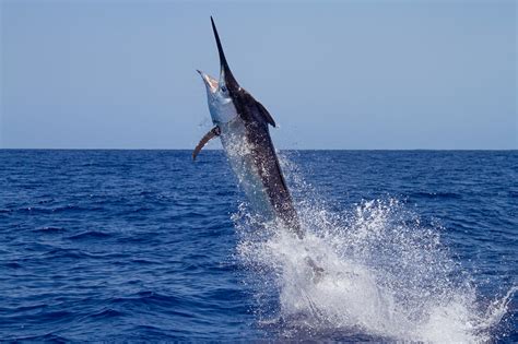 Record Black Marlin