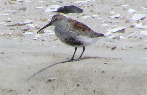 Long Island Birding: Spring Migration - Shorebirds