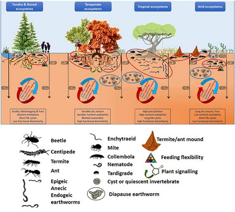 Frontiers The Serendipitous Value Of Soil Fauna In Ecosystem