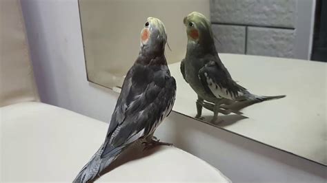 Cockatiel Singing - YouTube