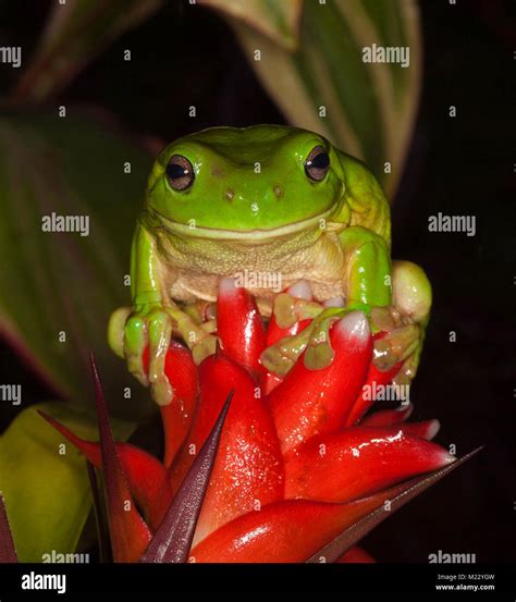 Smiling Green Frog Hi Res Stock Photography And Images Alamy