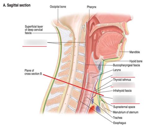 Fascia Of Neck Diagram Quizlet