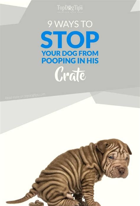 Potty Trouble No More: 7 Proven Ways To Train Your Dog To Break The Bidding Room Habit