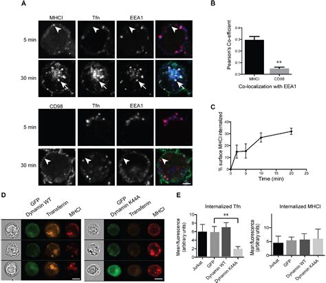 Figure 1 From Arf6 And Rab22 Mediate T Cell Conjugate Formation By Regulating Clathrin