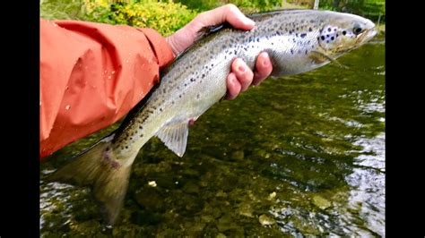 East Outlet Moosehead Lake Maine Part 2 Fly Fishing For Salmon Youtube