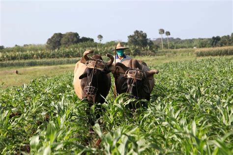 Campesinos de Sancti Spíritus mantienen su liderazgo en la producción