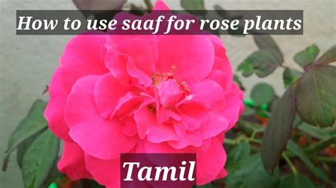 How To Use Saaf Fungicide For Rose Plantupl Saaf Fungicide Its One