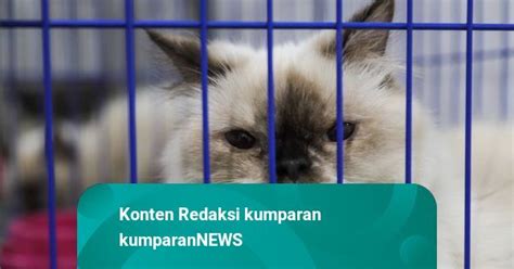 Foto Usaha Tempat Penitipan Hewan Peliharaan Laris Manis Dipesan